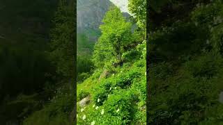 Kumrat Valley Upper Dir #music #love #arabic #hikking #travel #hiking #hikinggear #biker #duet #топ