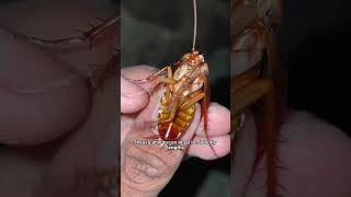 Cockroach facts