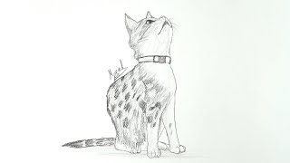 Teaching drawing a cat step by step | Drawing sketches |  educational program