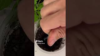 1 таблетка и Любая Рассада 🌱 Толстая и Коренастая! Не Гибнет! Урожай Крупный и Здоровый! #short