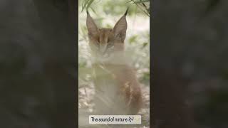 vantara's cat #vantara #cat #trending #youtube #viral #animal #animallover #anantambani #adventure