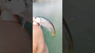 fish #river #amazing #fishing #jk #bhojpuri #public #short