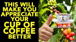 Secret Way of Making a Delicious Cup of Coffee Starting From Scratch | Split Rock Coffee Farm