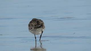 Dunlin