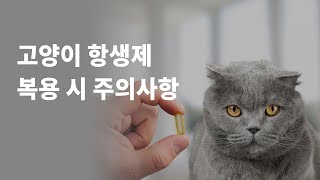 고양이 항생제 복용시 주의할 점이 있을까요?