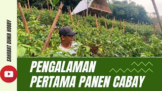 Panen Cabai rawit #petani #pertanian #farming #petanimilenial #petanicabai