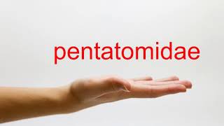 How to Pronounce pentatomidae - American English