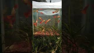 Albino full red guppies