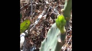 Eating Prickly Pear Safely