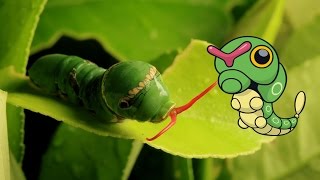 Pokémon in Real Life (Caterpie)