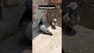 jeera humar kabootar #shorts #viralvideo #pigeon #nafeespigeon