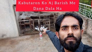 Kabutaron Ko Aaj Barish Mein Dana Dala Hai |M Asad Birbs | #MAsadBirds #Pigeon #Kabutar