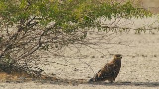 Eastern Imperial Eagle attacks Desert Fox