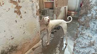 Rajapalayam female dog sales location Rajapalayam WhatsApp number 7639524433