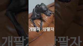 개팔자 상팔자