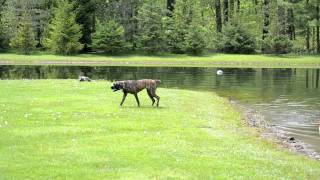 Lucy the not so graceful swimmer.MOV