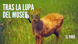 Tras la Lupa del Museo - Pudú en el MNHN 🔍🦌