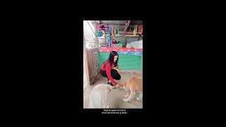 Dogs do speak, but only to those who know how to listen #animallover #funwithzaara #shorts #doglover