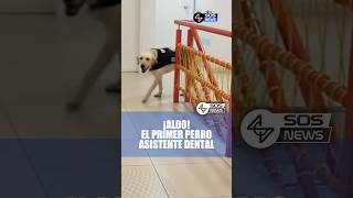 El primer perro asistente dental 🦷 #noticias  #perros #viralvideo