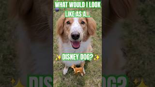 🌹🐕DISNEY DOG? How do I LOOK? 💅👀 #funnydogs #cutedog #memes #doglover #collie #dogshorts #funnydog