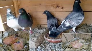 11 Baby Pigeon Breeding Progress| M Asad Birbs | #MAsadBirds #Kabutar #Pigeon