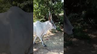 #viral this cow of thar desert water drinking later she goes to home, #viralvideo