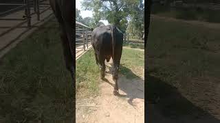 Bull Before meeting cow #dairy #dairyanimal #farming #bullmasti #bull #bullpower