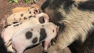 Hungry and Playful Piglets