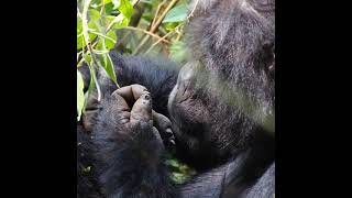 gorrila Uganda#www.happyugandasafaris.com