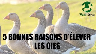 Pourquoi élever les Oies ? Voici 5 bonnes raisons de le faire