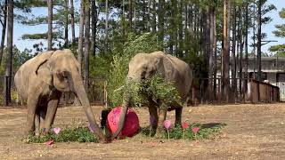 The Elephant Sanctuary | Nosey and Sissy's Valentine's Day