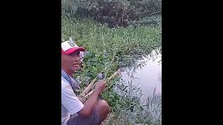 Spot Mancing Wader Uceng Joss / Great Fishing Spot for Barb and Balitoridae Fish #Shorts