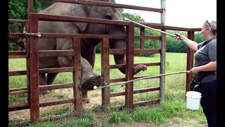 The Elephant Sanctuary | Building Trust: Protected Contact Management