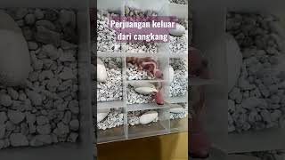 Ternyata seperti ini Perjuangan Reptil Leopard Gecko keluar dari Cangkang Telur