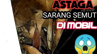 Membasmi sarang semut di mobil