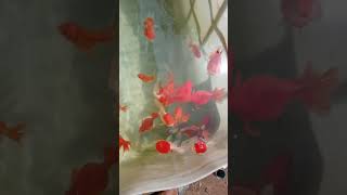 Goldfish mini pond