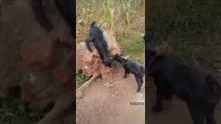 meeting of 2 baby goats and dog😭