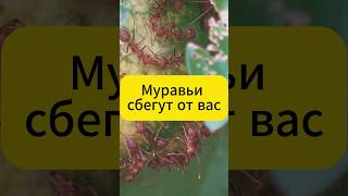 Это растение бояться муравьи!  #огород #дача #муравьи #вредители