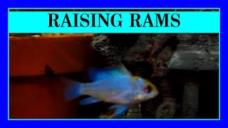 Episode 25 - Keeping Rams in Your Aquarium. Beautiful but Aggressive Little Fish!