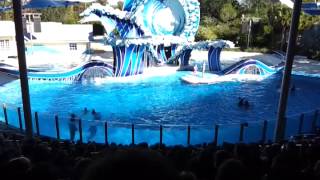 Blue Horizons Theatrical Animal Show @ Sea World Orlando (1)