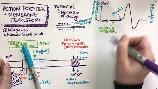 Action potential and membrane transporters