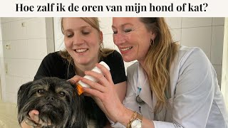 Hoe zalf/reinig ik de oren van mijn hond of kat? | instructievideo