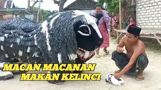 Can Macanan Makan Kelinci