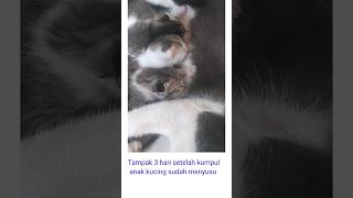 Anak kucing 5 ekor umur 3 hari baru mulai nyusu ke induknya.#shorts