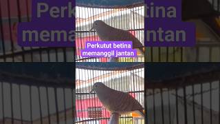 Perkutut Betina memanggil jantan #perkututlokalsuarabesar #fyp #burungperkutut #meme