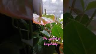 Anthurium Princess Amalia Elegance#Shorts