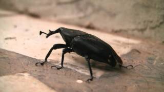 Besouro Rhynchophorus palmarum | Beetle