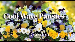 GardenSMART Tips, Cool Wave Pansies