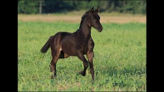 filly by Morricone-Borispol 2021 y.b.