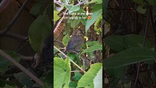 What happens if you whisper to a fledgling? 🐦😍 #birds #beautiful #nature #garden #shorts